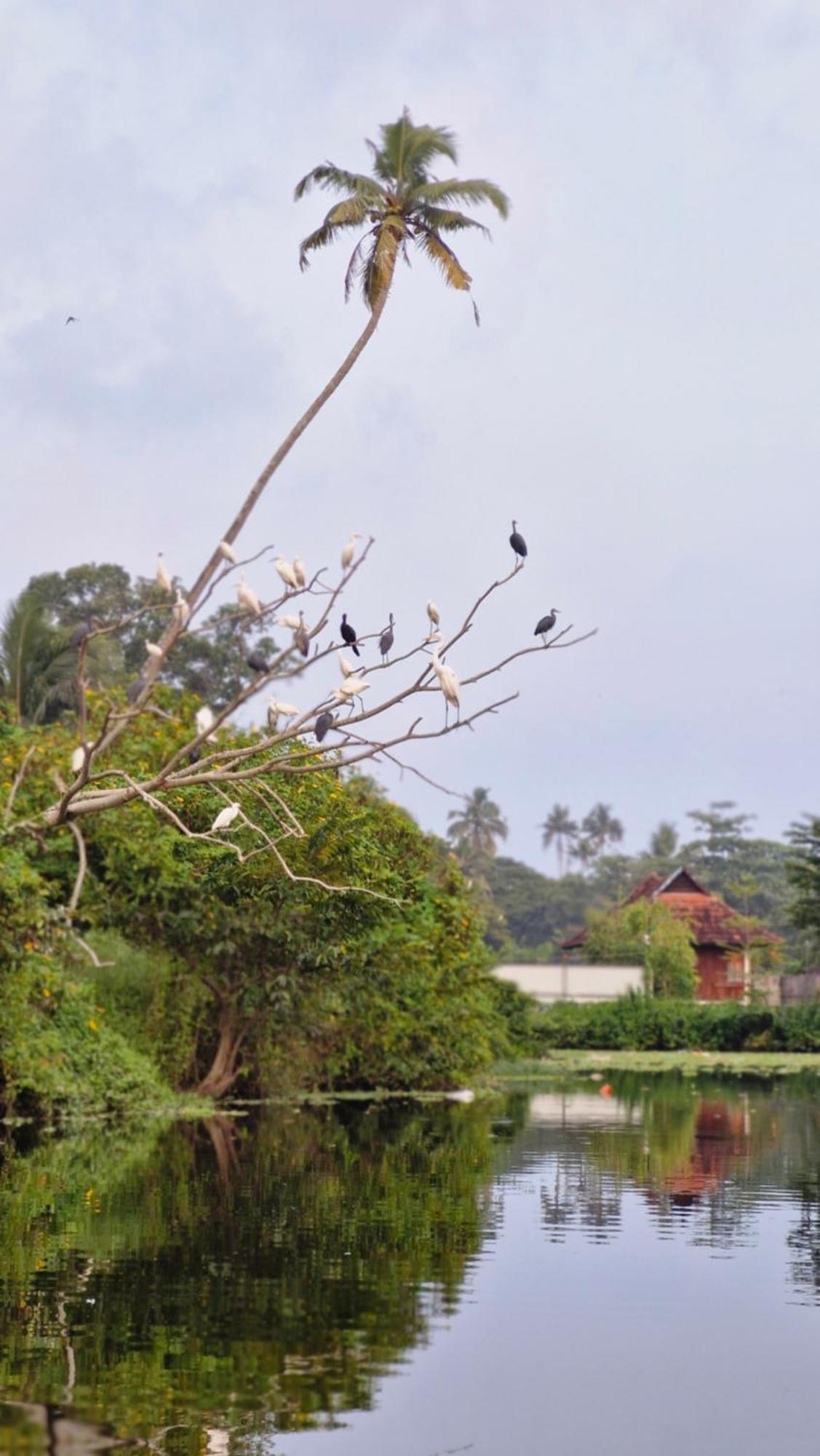 Gypsea Marari Bed and Breakfast Alappuzha Eksteriør billede